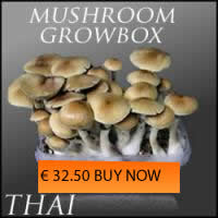 Magic Mushrooms Thai